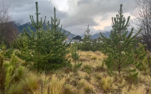 Terreno ubicado en Malalcahuello de aprox. 4.225 metros cuadrados